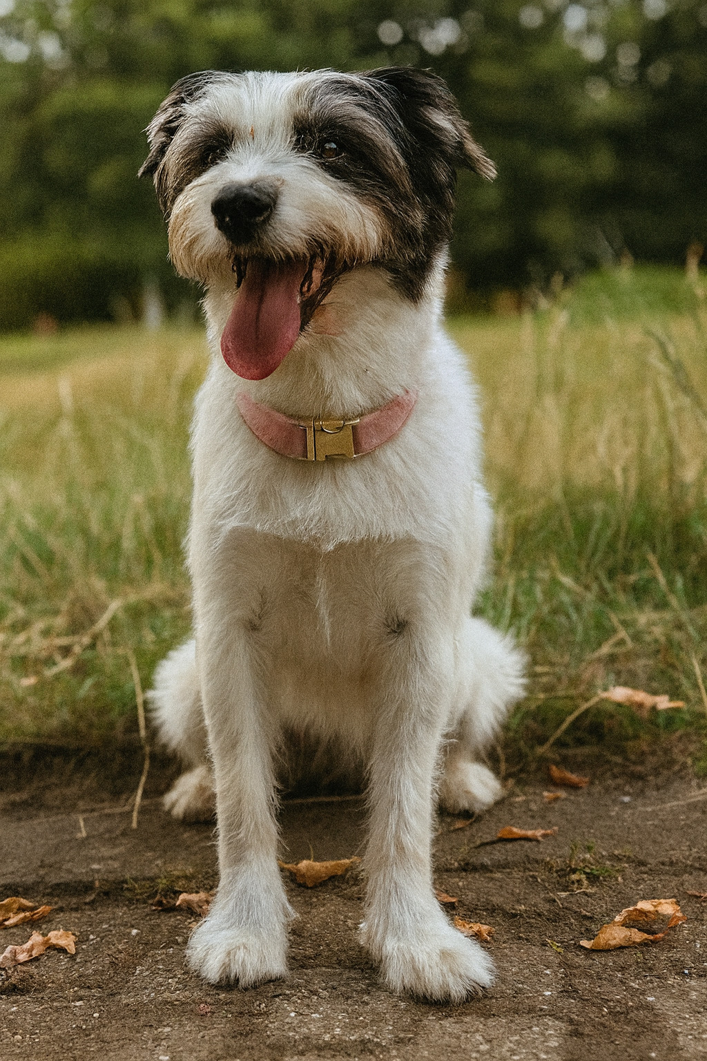 Fellnasen Leinen & Halsbänder
